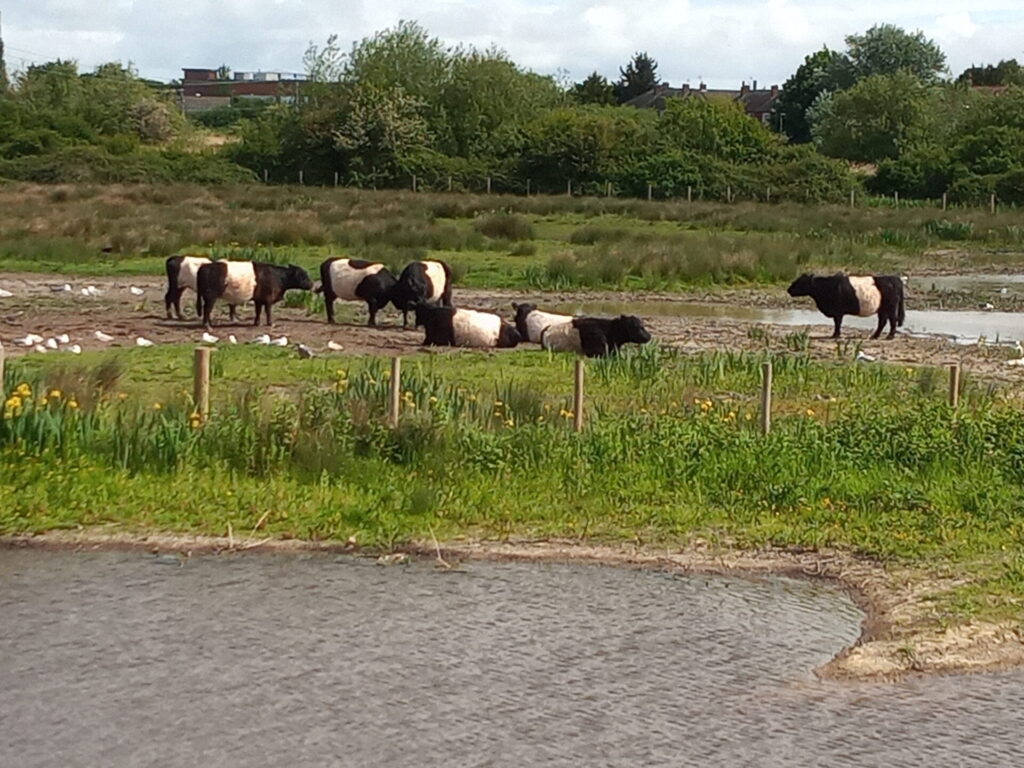 Coed Morfa edge of a pond with a fence , black and white cattle behind the fence., trees in the background